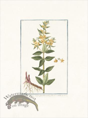 Bonelli 142 Loosestrife